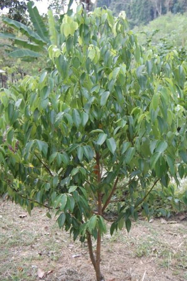 Cinnamomum zeylanicum (Ceylon Cinnamon- 2 Trees!) - Rooted