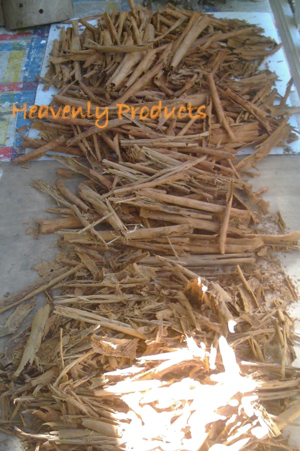 Cinnamomum zeylanicum (Ceylon Tree) Powdered- 1 Ounce (28g)