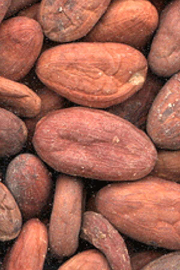Theobroma cacao- Cocoa Bean