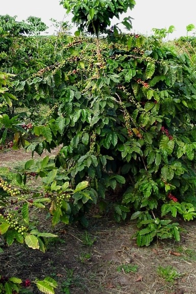 Coffea arabica (Coffee) Dried Coffee Leaves