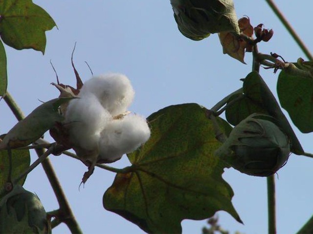 Gossypium herbaceum Cotton Tree 5 Seeds