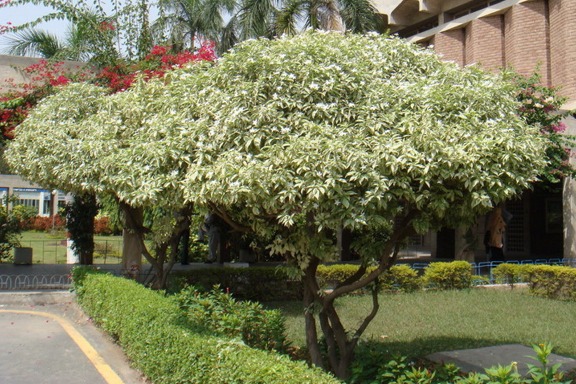 Tabernaemontana divaricata Var. (Crape Jasmine) Rooted