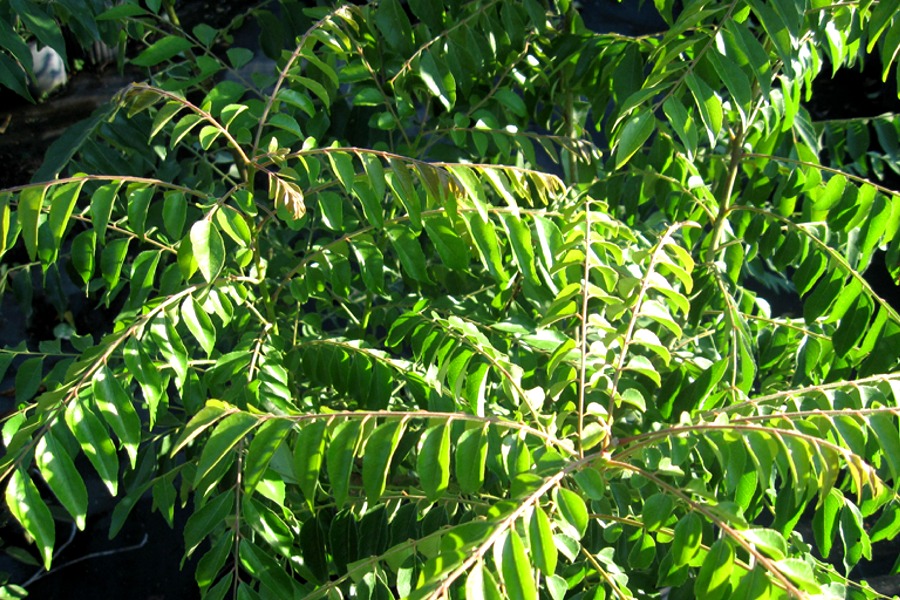 Murraya koenigii (Curry)- Rooted