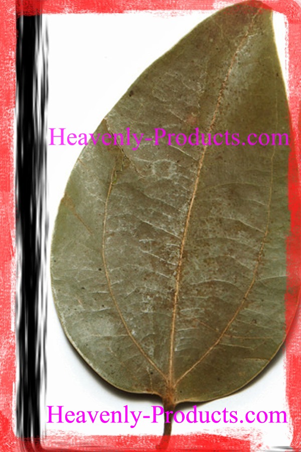 Cinnamomum zeylancium - Dried Organic Cinnamon Leaves