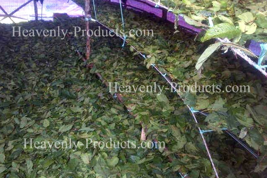 Kratom B.H. Green Maeng Da Coarse Crushed Leaf- 1/4lb (114 gms)
