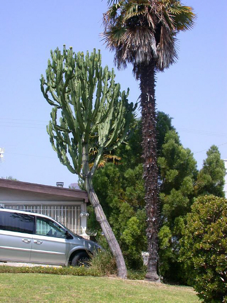 Euphorbia ingens Giant Cactus Cutting