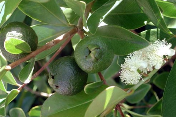 Psidium guajava (Tropical Guava) Cutting