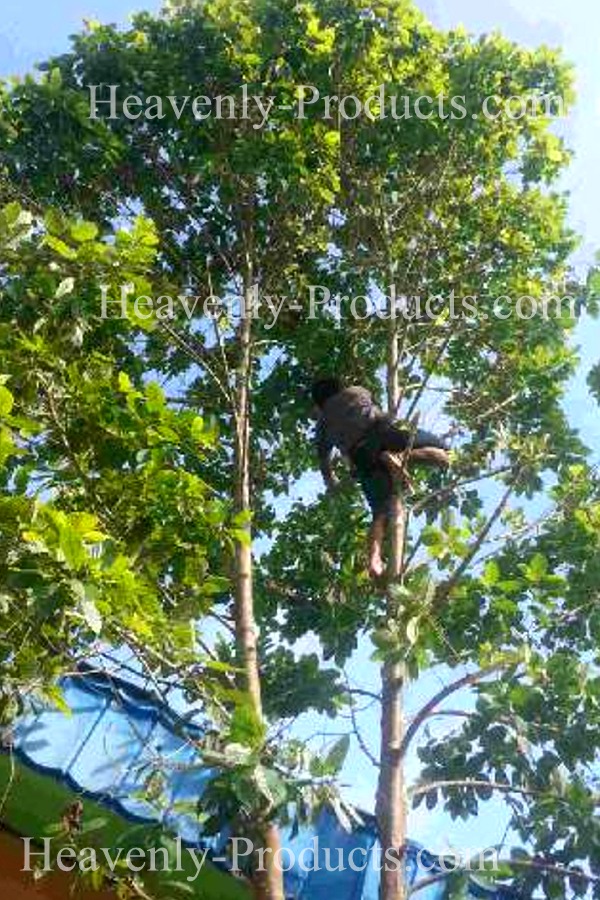 Mitragyna speciosa Bee Strain Kratom Tree Cutting