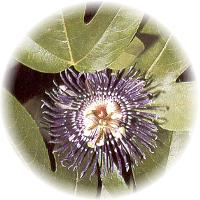 P. incarnata- Passion Flower