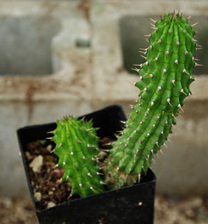 Hoodia gordonii (Hoodia) 5 Seeds