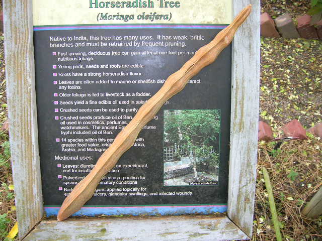 Moringa oleifera (Horseradish Tree) Rooted 2' Seedling
