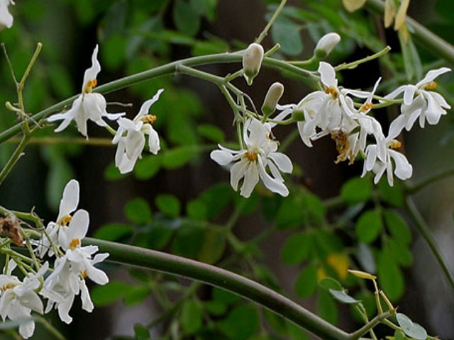 Moringa oleifera- Horseradish