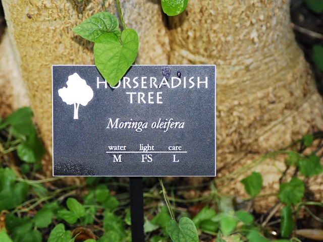 Moringa oleifera (Horseradish Tree) 5 Seeds #Z