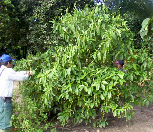 Psychotria viridis FRESHLY Powdered Chakruna Leaves