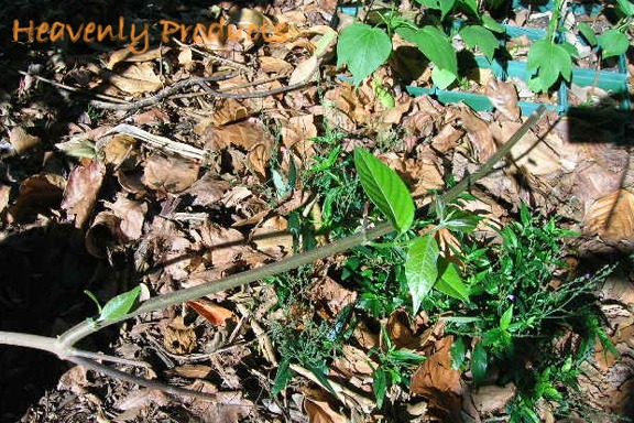 Banisteriopsis caapi- (White Strain) - Hardwood Rooted Plant