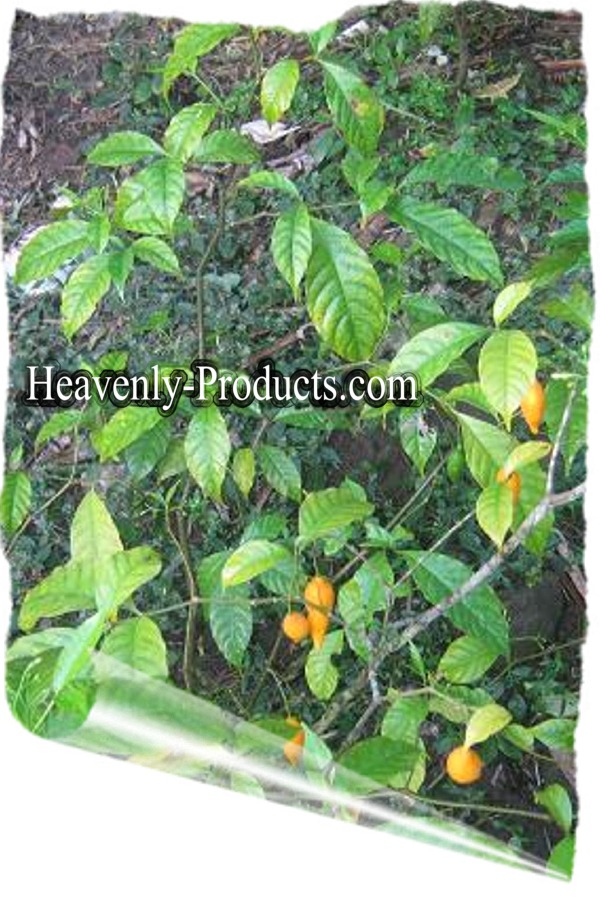 Tabernanthe iboga- (Iboga) Fresh Seeds