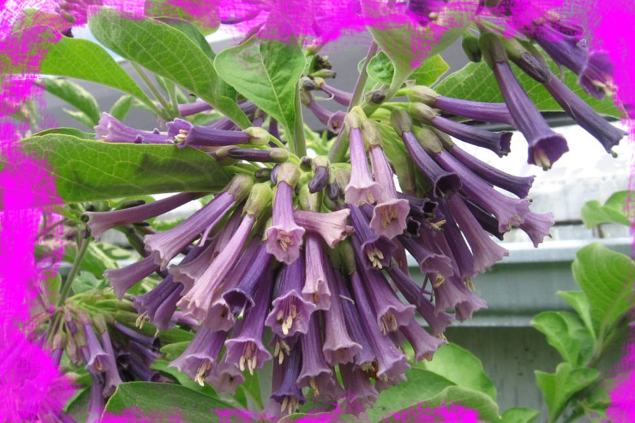 Iochroma fuchsioides (Rare Purple Flower) Cutting