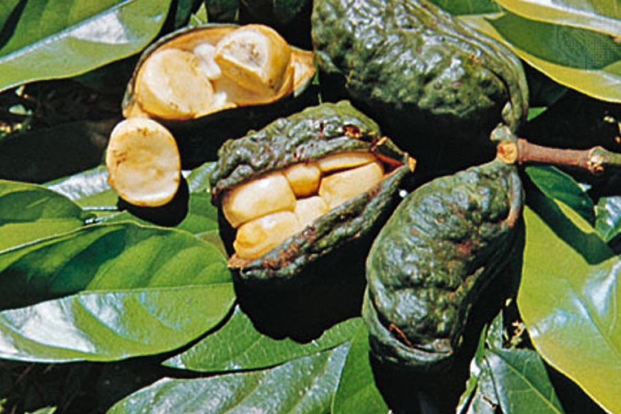 Cola acuminata- Kola Nut