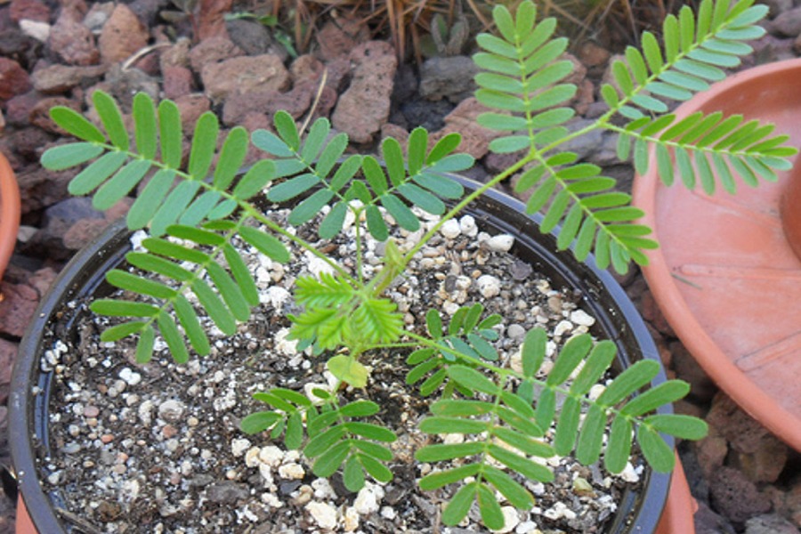 Mimosa tenuiflora (syn. Mimosa hostilis) 3' Rooted