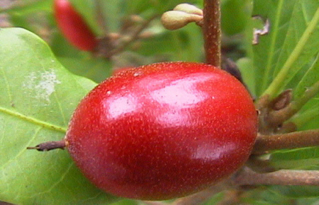 Synsepalum dulcificum (Miracle Fruit) - Rooted