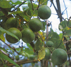 Momordica grosvenori (Arhat Fruit) 20 Seeds