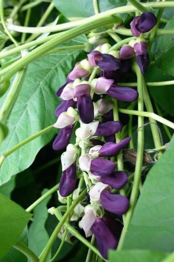 Mucuna pruriens (Non-Itchy Cowitch) 10 Seeds #Z