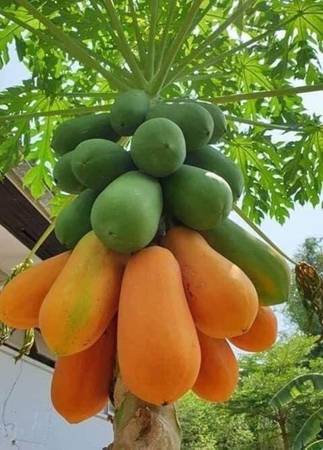 Carica Papaya- Red Vietnamese Dwarf Papaya (RARE) - Rooted