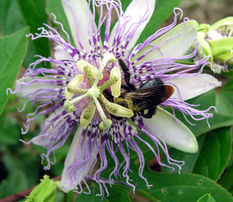 Passiflora incarnata 15X Extract - 4 grams- Bulk