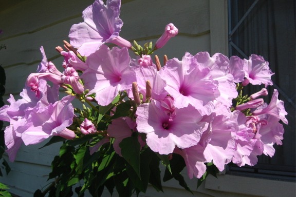 Ipomoea carnea (Morning Glory Tree) Cutting