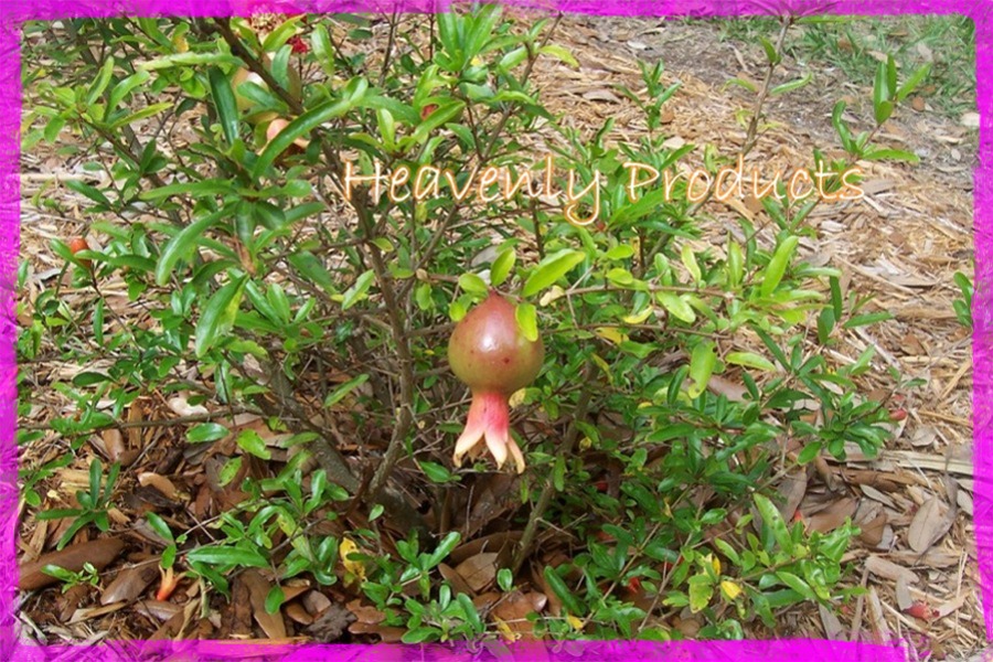 Punica granatum 'Nana' (Dwarf Pomegranate) 10 Seeds