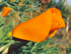 Eschscholzia californica (Poppy) California- 500 Seeds #HH