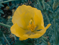 Papaveraceae (Poppy) Yellow Horned- Seeds