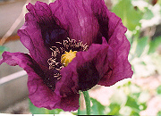 Papaveraceae (Poppy) Zahir - Seeds