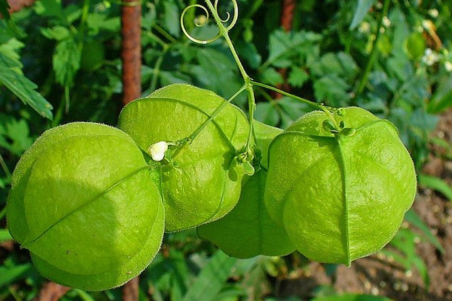 Cardiospermum halicacabum- Balloon Vine Leaf 1oz (28gms)