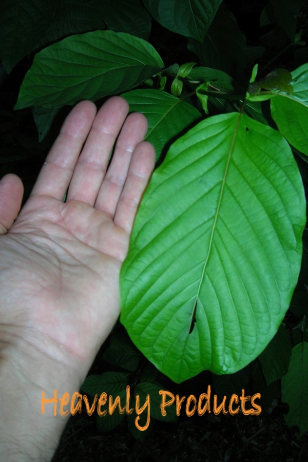 Kratom K.C.- Elephant Leaf White- Best For Energy- 1/4lb