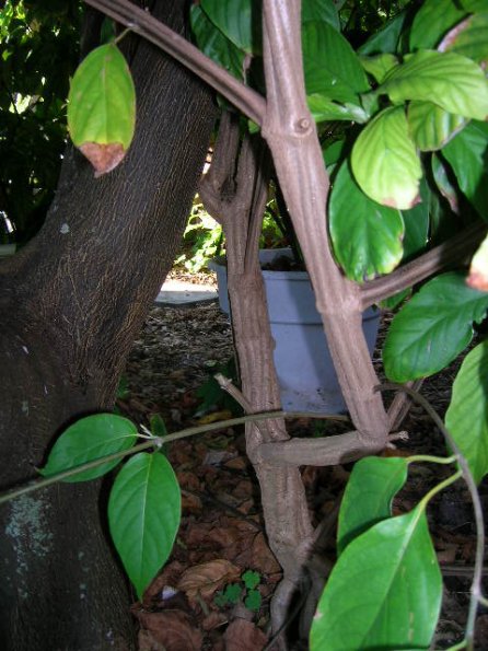 Banisteriopsis caapi - (Very Rare Red Strain)- Hard Wood Cutting