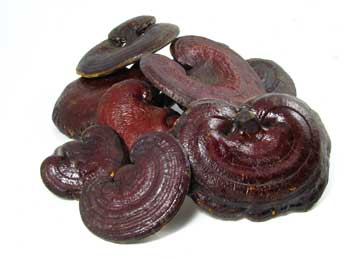 G. lucidum- Reishi Mushroom