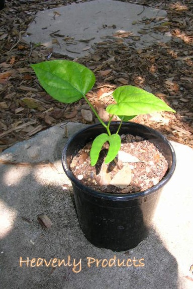 Rivea corymbosa - Rooted