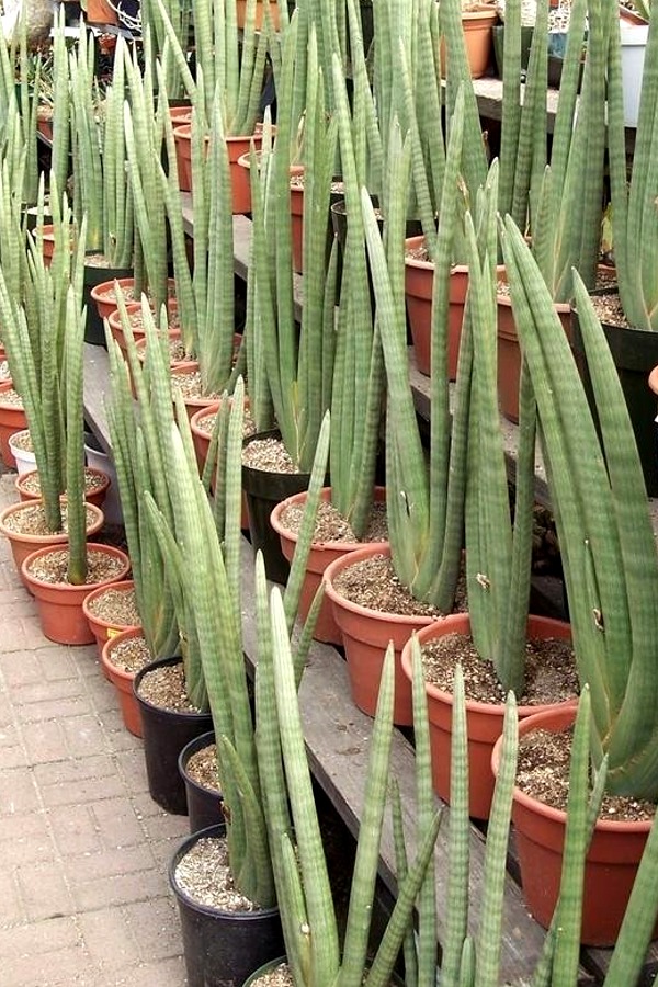 Sansevieria Cylindrica (Snake Plant)  - Rooted