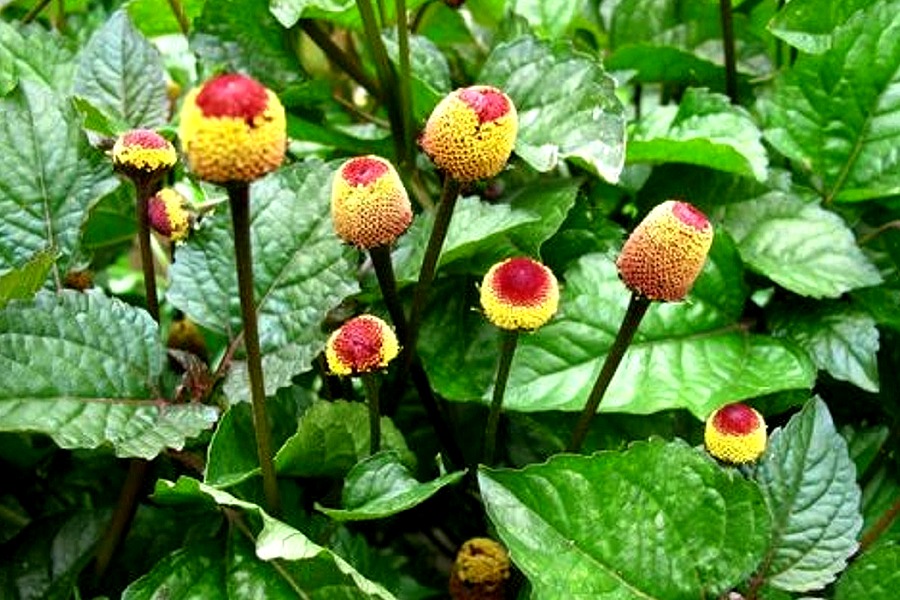 Acmella oleracea (Spilanthes)- 1 Flower Seed Pod