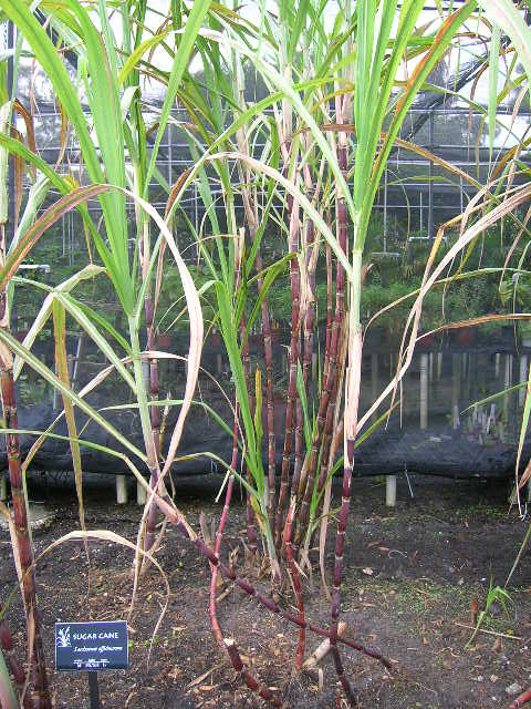 Saccharum officinarum- Sugar Cane Cutting