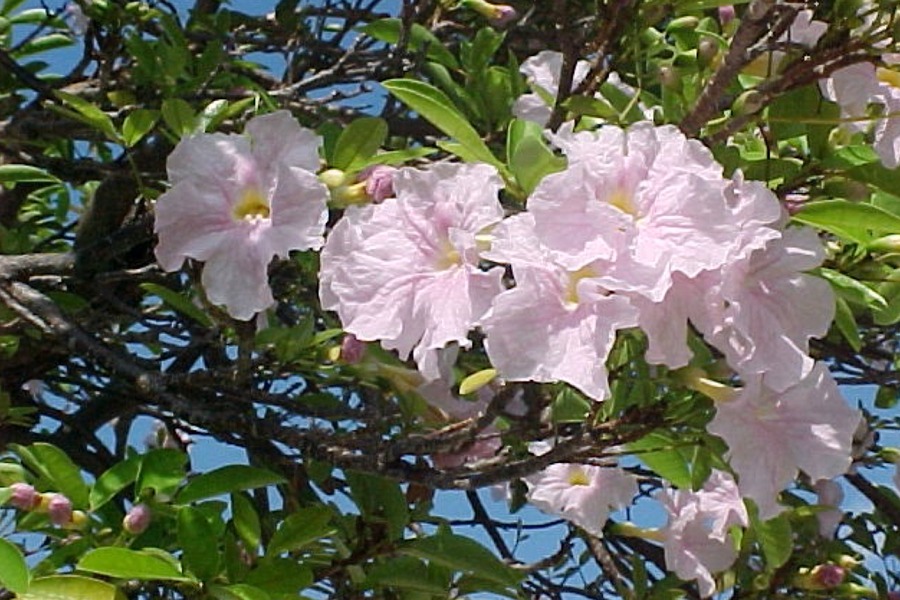 Tabebuia heterophylla (Pink Trumpet Tree) 8 Seeds #Z