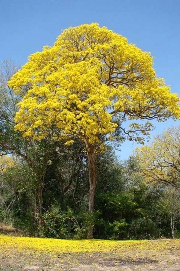 T. serratifolia Pau d arco (Yellow Trumpet Tree) 10 Seeds #Z