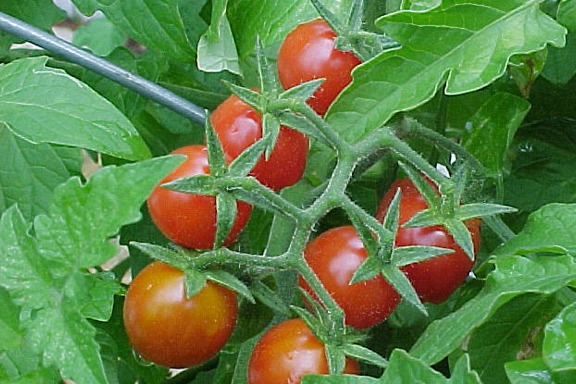 Native Florida Tomato (Wild Everglades) - 10 Seeds