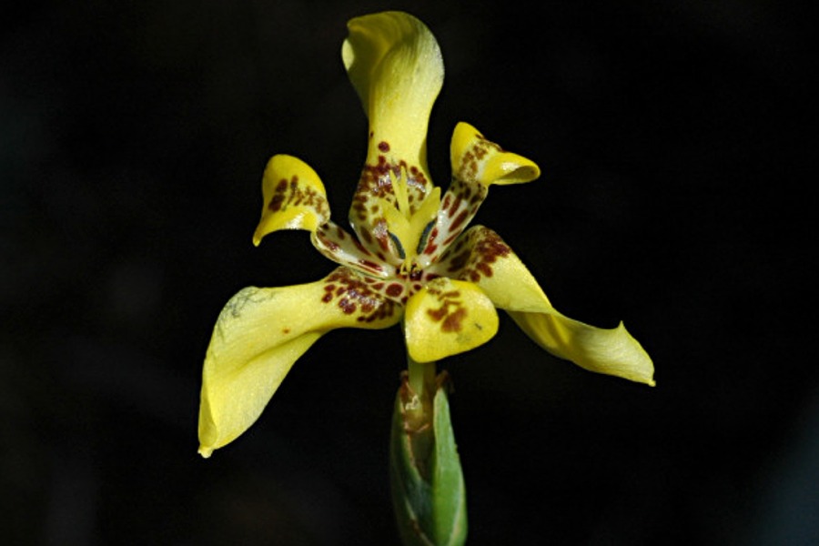 Trimezia martinicensis (Yellow Walking Iris) 10 Seeds #Z