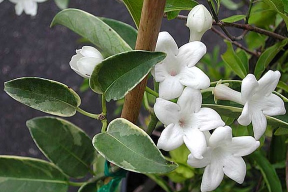 Stephanotis floribunda (Hawaiian Wedding flower) Var. Rooted