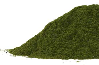 Triticum aestivum- Wheatgrass Powder 1/2lb (224 gms) #MR