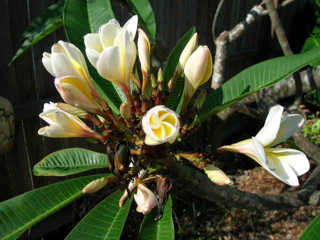 Plumeria rubra- (White With Yellow Throat Flower) Cutting