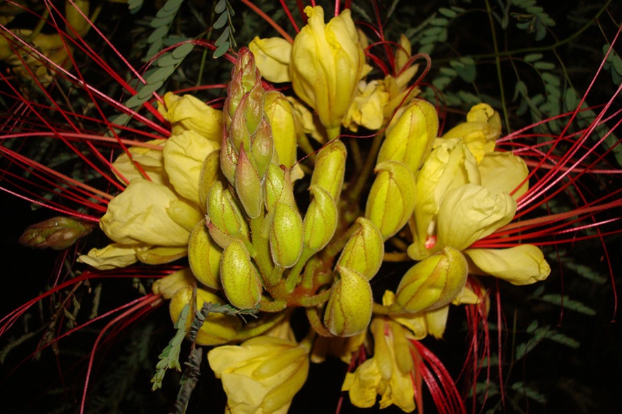 Caesalpinia gilliesii (Yellow Bird Of Paradise) - Rooted