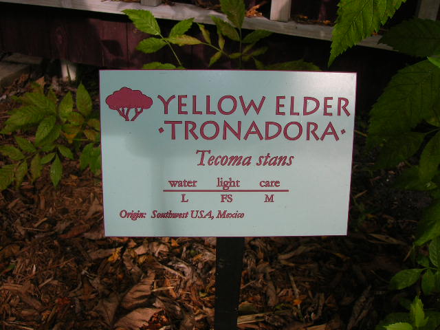 Tecoma stans- Yellow Elder Tronadora Seed Pod